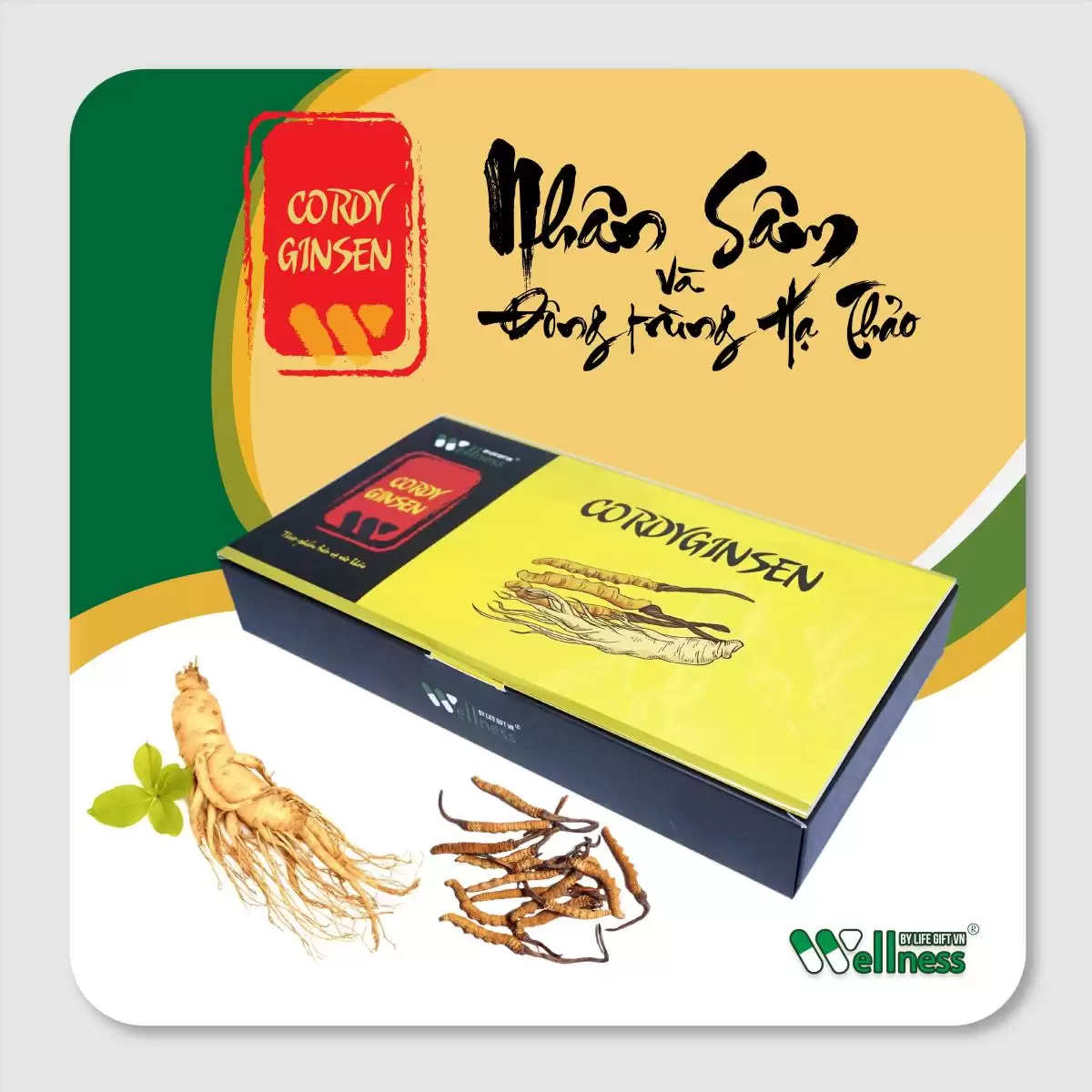 Nhân Sâm đông Trùng Hạ Thảo Cordyginsen Tăng Cường Sinh Lý