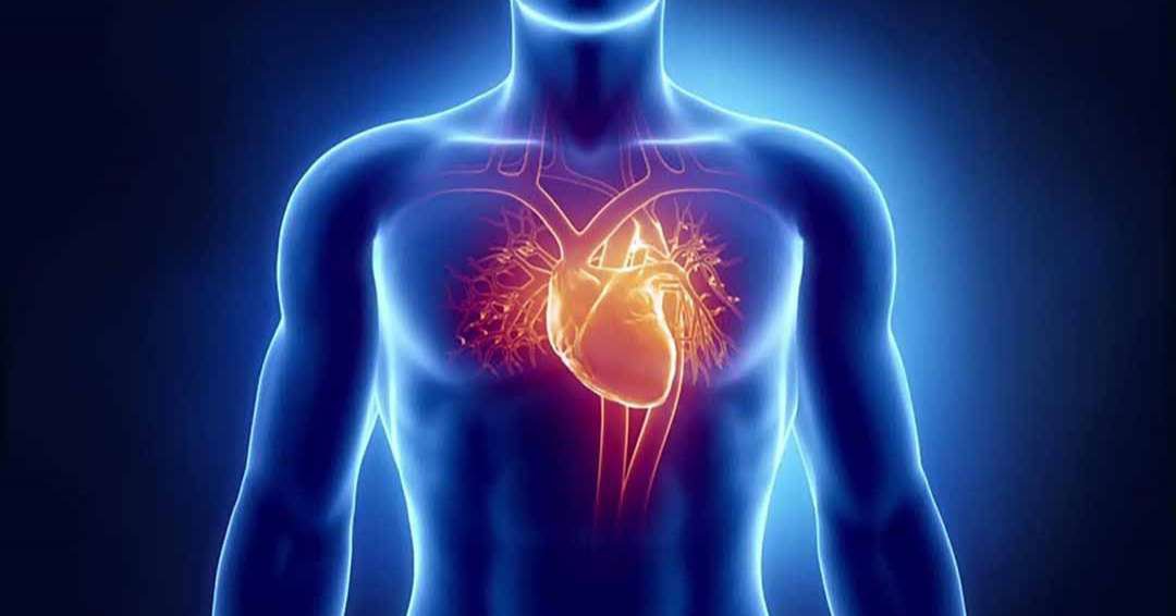 20200731_161422_381198_di-dang-dong-mach-v-max-1800x1800-1 tim mạchk