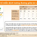 Yếu Tố Miễn Dịch Tương đương Giữa Bò Và Người- 7Mart.vn