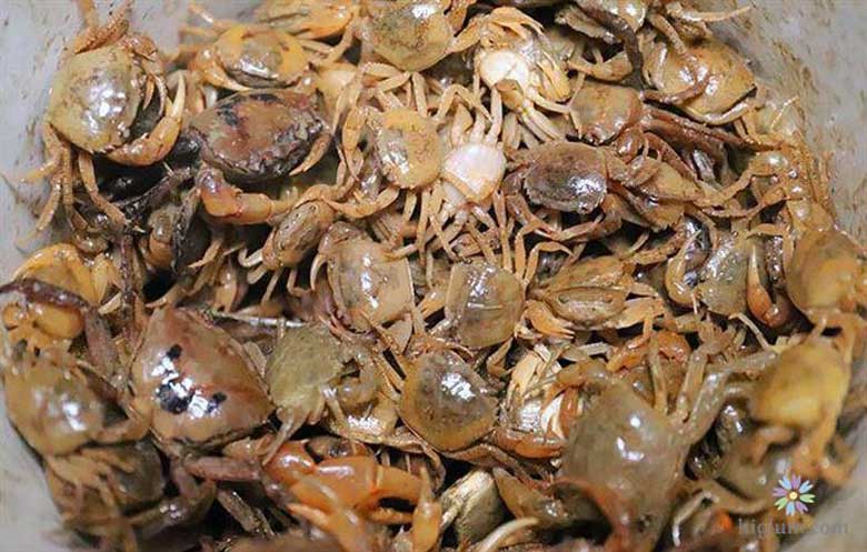 ckeditor_3147222-1 Nguyên liệu làm xay cua bằng máy xay sinh tố