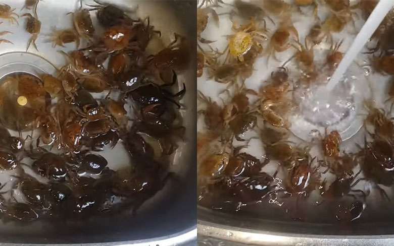 ckeditor_3147228-1 Cách xay cua bằng máy xay sinh tố trước tiên các bạn cần ngâm cua cho sạch các căn bẩn