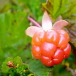 Nước ép Quả Dâu Mây Và Táo Cao Cấp Bonne 1 Lít - Quả Dâu Mây - 7Mart.vn