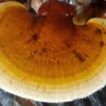 Ảnh Nấm Linh Chi Thành Đồng - 7Mart.vn