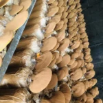 Ảnh Thực Tế Nấm Linh Chi Thành Đồng - 7Mart.vn