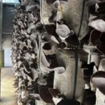 Nấm Mèo Thành Đồng - 7Mart.vn (2)