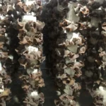 Nấm Mèo Thành Đồng - 7Mart.vn (3)