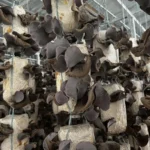 Nấm Mèo Thành Đồng - 7Mart.vn (4)